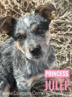 Mini - Julep, a female Australian Cattle Dog for sale in Lovell, WY – Photo 1 of 2