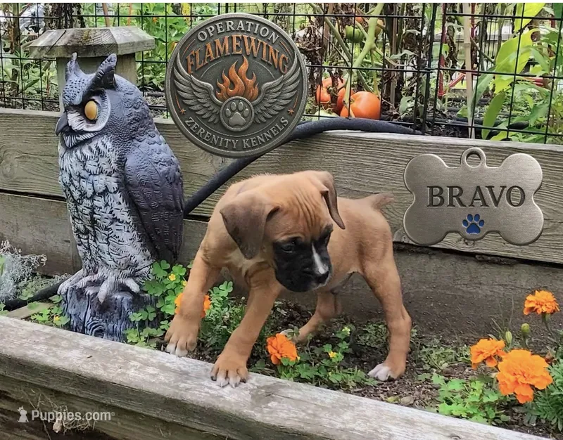 Bravo – Boxer puppy for sale in Grayling, MI