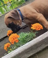 Bravo, a male Boxer for sale in Grayling, MI – 6 of 9