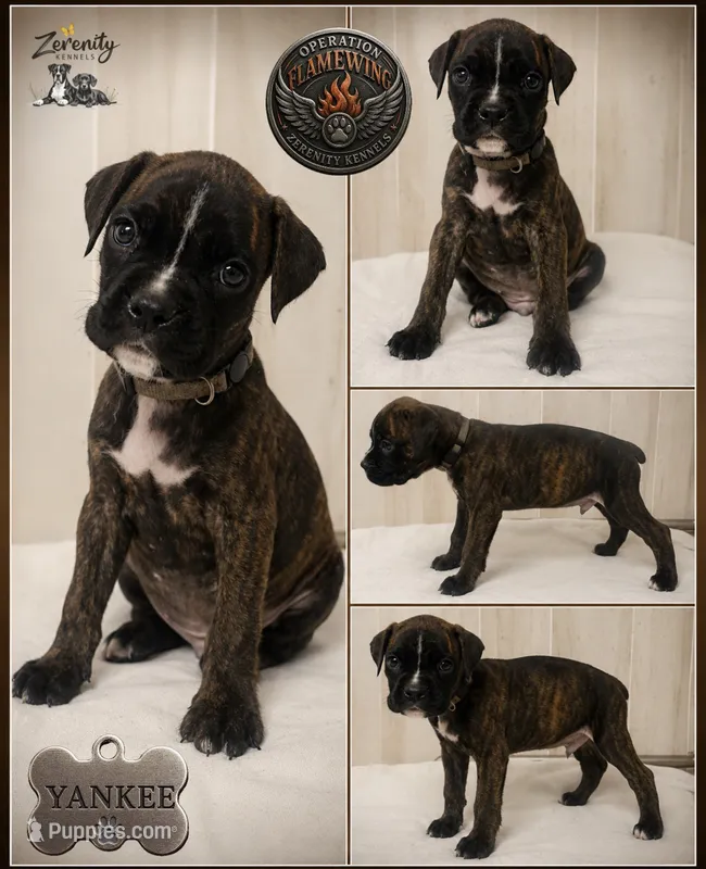 Yankee – Boxer puppy for sale in Grayling, MI