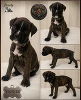 Yankee, a male Boxer for sale in Grayling, MI – 1 of 5