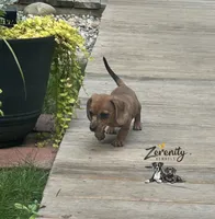 Tango, a male Miniature Dachshund for sale in Grayling, MI – 2 of 6