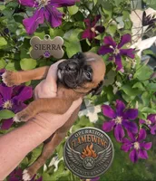 Bravo, a male Boxer for sale in Grayling, MI – 2 of 9