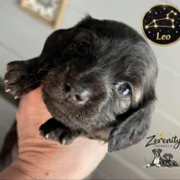 Leo, a male Miniature Dachshund for sale in Grayling, MI – Photo 1 of 10