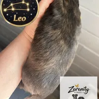 Leo, a male Miniature Dachshund for sale in Grayling, MI – Photo 4 of 10