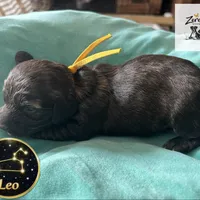 Leo, a male Miniature Dachshund for sale in Grayling, MI – Photo 6 of 10