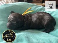 Leo, a male Miniature Dachshund for sale in Grayling, MI – Photo 6 of 7