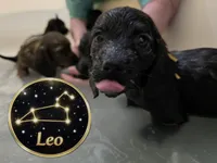 Leo, a male Miniature Dachshund for sale in Grayling, MI – Photo 9 of 10