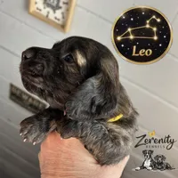 Leo, a male Miniature Dachshund for sale in Grayling, MI – Photo 3 of 10