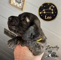 Leo, a male Miniature Dachshund for sale in Grayling, MI – Photo 3 of 7