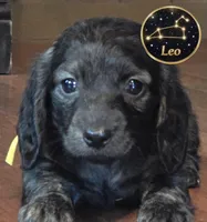 Leo, a male Miniature Dachshund for sale in Grayling, MI – Photo 8 of 10
