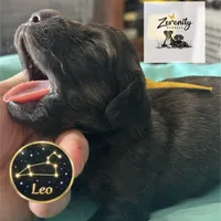 Leo, a male Miniature Dachshund for sale in Grayling, MI – Photo 2 of 10