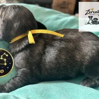 Leo, a male Miniature Dachshund for sale in Grayling, MI – Photo 5 of 10