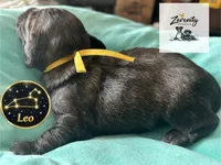 Leo, a male Miniature Dachshund for sale in Grayling, MI – Photo 5 of 7