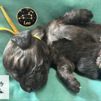 Leo, a male Miniature Dachshund for sale in Grayling, MI – Photo 7 of 10