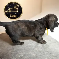 Leo, a male Miniature Dachshund for sale in Grayling, MI – Photo 10 of 10