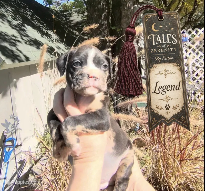 Legend  – Boston Terrier, Boxer puppy for sale in Grayling, MI
