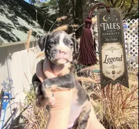 Legend , a male Boston Terrier and Boxer for sale in Grayling, MI – 1 of 2