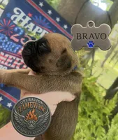 Bravo, a male Boxer for sale in Grayling, MI – 6 of 9