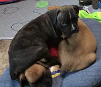 Yankee, a male Boxer for sale in Grayling, MI – 2 of 5