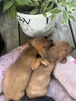 Tango, a male Miniature Dachshund for sale in Grayling, MI – 5 of 6