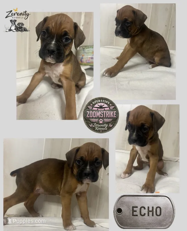 Juliet – Boxer puppy for sale in Grayling, MI