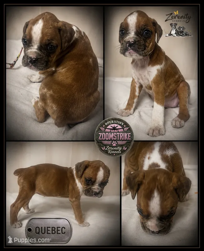 Quebec – Boxer puppy on hold in Grayling, MI