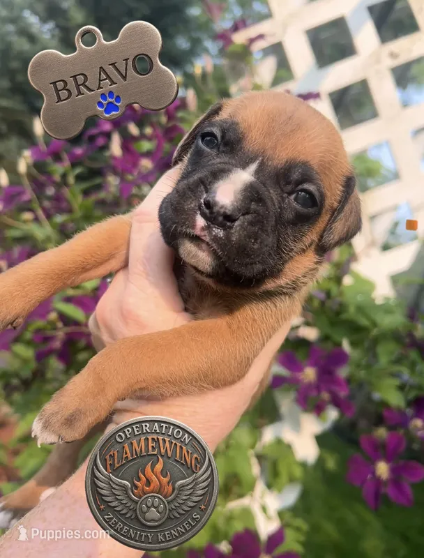 Bravo – Boxer puppy for sale in Grayling, MI