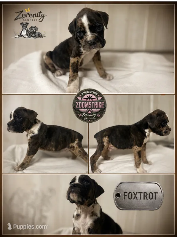 Foxtrot – Boxer puppy on hold in Grayling, MI