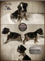 Foxtrot, a male Boxer for sale in Grayling, MI – 1 of 1