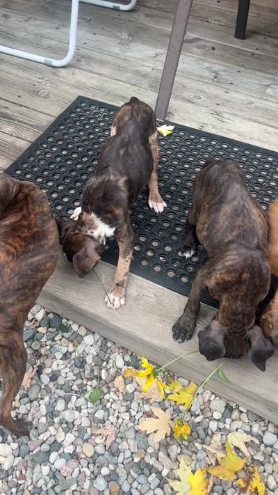 Yankee, a male Boxer for sale in Grayling, MI – 10 of 10