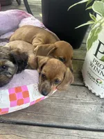 Tango, a male Miniature Dachshund for sale in Grayling, MI – 4 of 6