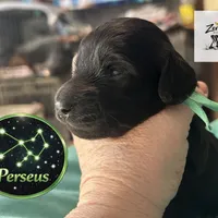 Perseus, a male Miniature Dachshund for sale in Grayling, MI – Photo 4 of 8