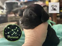 Perseus, a male Miniature Dachshund for sale in Grayling, MI – Photo 4 of 6