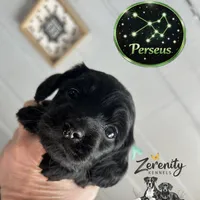 Perseus, a male Miniature Dachshund for sale in Grayling, MI – Photo 1 of 8