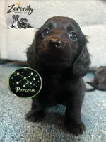 Perseus, a male Miniature Dachshund for sale in Grayling, MI – Photo 7 of 8