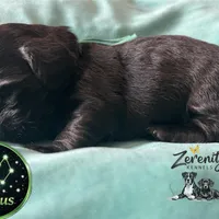 Perseus, a male Miniature Dachshund for sale in Grayling, MI – Photo 3 of 8