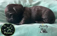 Perseus, a male Miniature Dachshund for sale in Grayling, MI – Photo 3 of 6