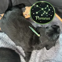 Perseus, a male Miniature Dachshund for sale in Grayling, MI – Photo 6 of 8