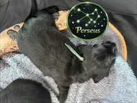 Perseus, a male Miniature Dachshund for sale in Grayling, MI – Photo 6 of 6