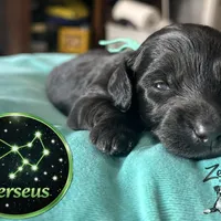 Perseus, a male Miniature Dachshund for sale in Grayling, MI – Photo 5 of 8