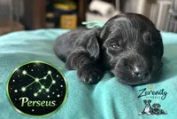 Perseus, a male Miniature Dachshund for sale in Grayling, MI – Photo 5 of 6