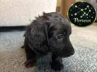 Perseus, a male Miniature Dachshund for sale in Grayling, MI – Photo 8 of 8