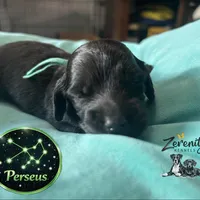 Perseus, a male Miniature Dachshund for sale in Grayling, MI – Photo 2 of 8