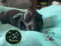 Perseus, a male Miniature Dachshund for sale in Grayling, MI – Photo 2 of 6