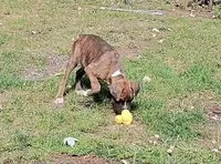 Kilo, a male Boxer for sale in Grayling, MI – 4 of 8