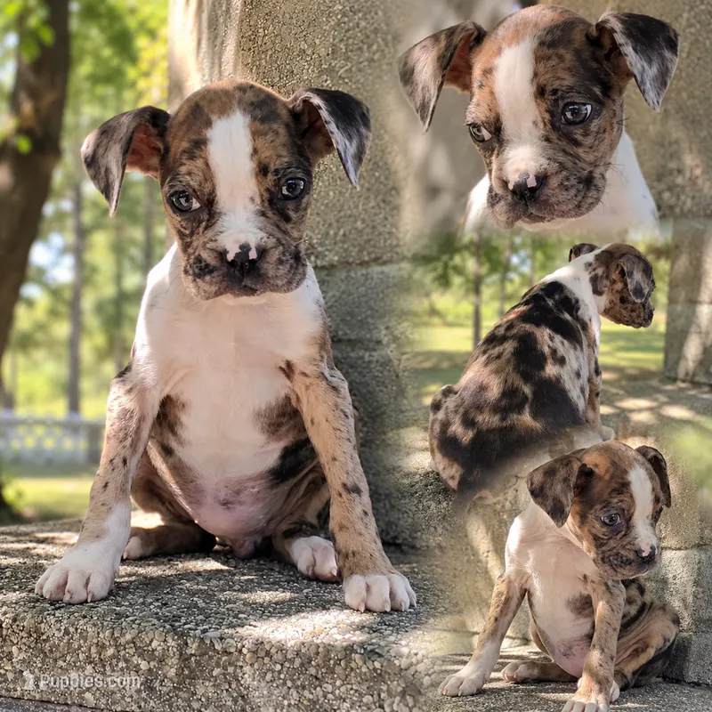 Zulu – Boxer puppy for sale in Grayling, MI