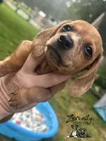 Tango, a male Miniature Dachshund for sale in Grayling, MI – 6 of 6