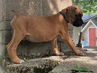 Bravo, a male Boxer for sale in Grayling, MI – 4 of 9