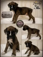 Kilo, a male Boxer for sale in Grayling, MI – 1 of 1